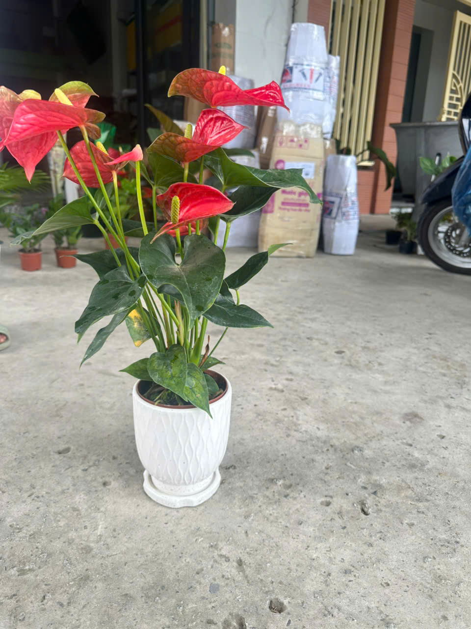 Cây Hồng Môn ảnh 3
