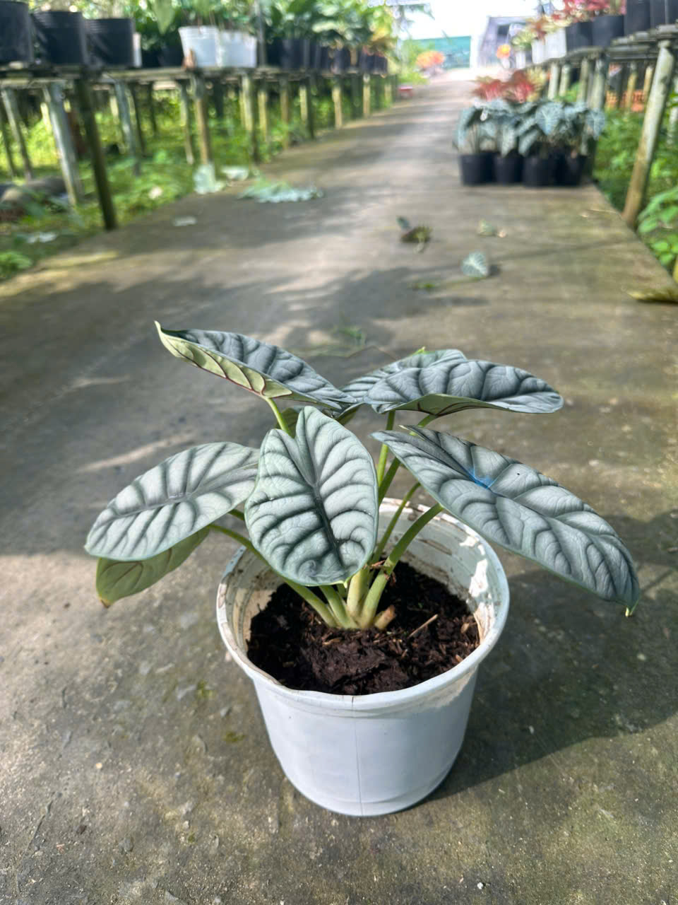 Cây Rồng Bạc ảnh 4