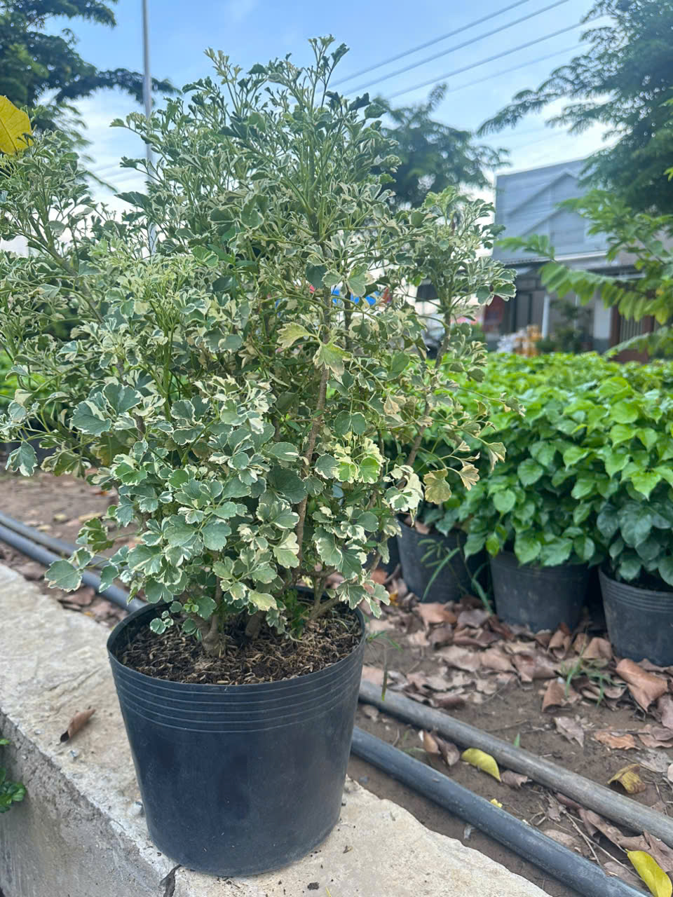 Cây Đinh Lăng Cẩm Thạch ảnh 2