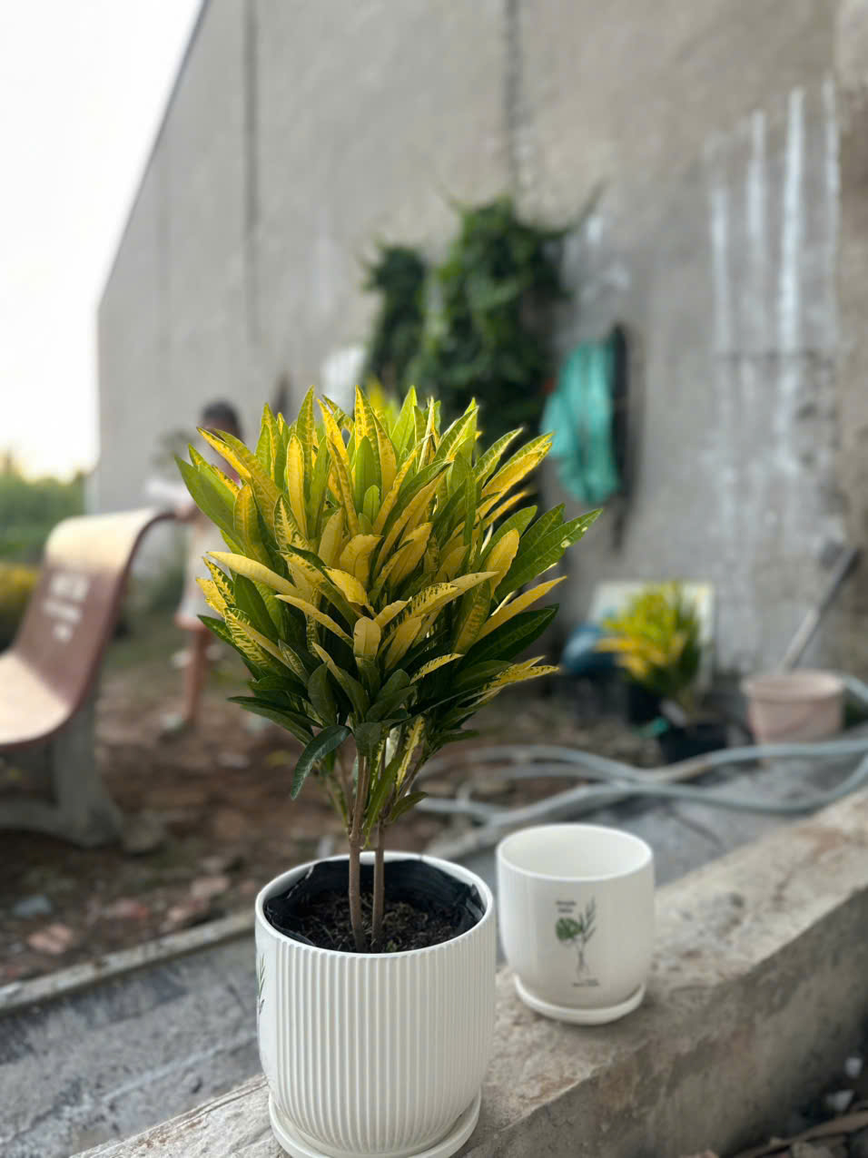 Cây Hoàng Kim ảnh 5