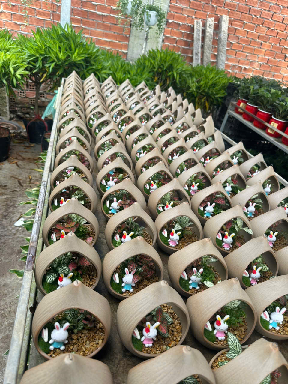 Cây Cẩm Nhung ảnh 7