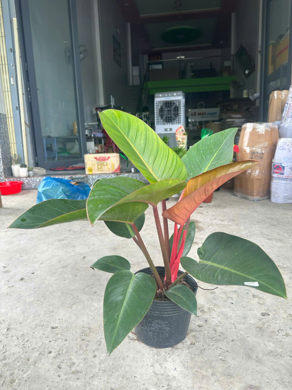 Cây Đế Vương Nâu ảnh 3