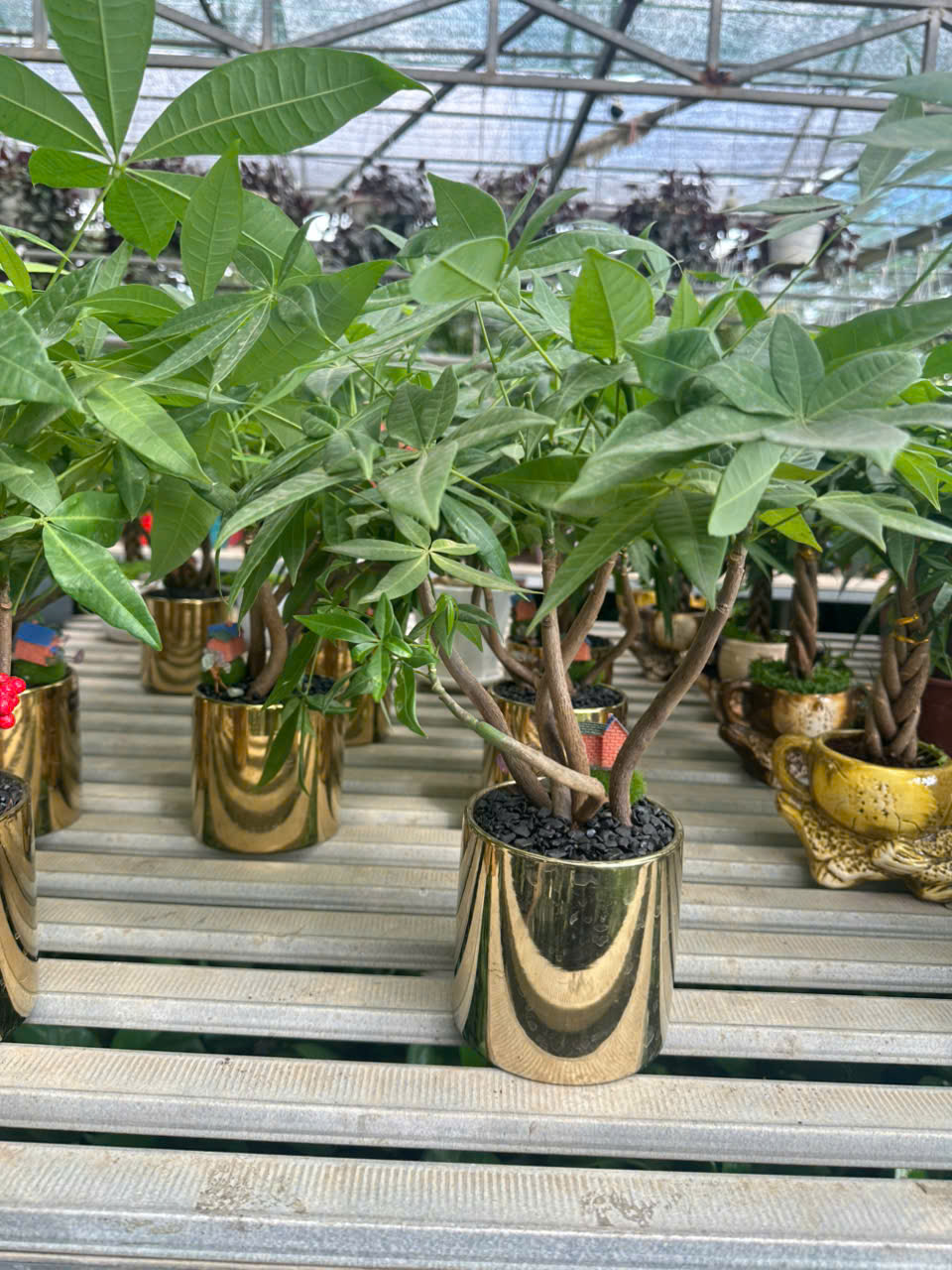 Cây Kim Ngân Bính ảnh 8