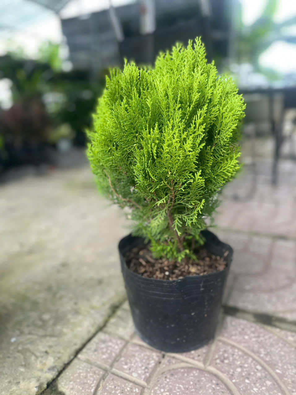 Cây Trắc Bách Diệp ảnh 4