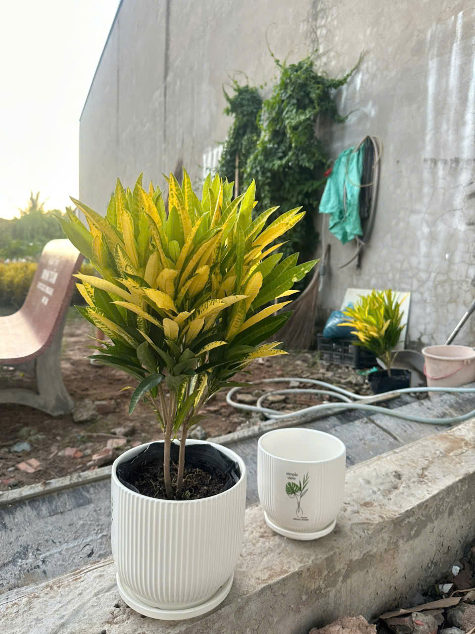 Cây Hoàng Kim ảnh 2