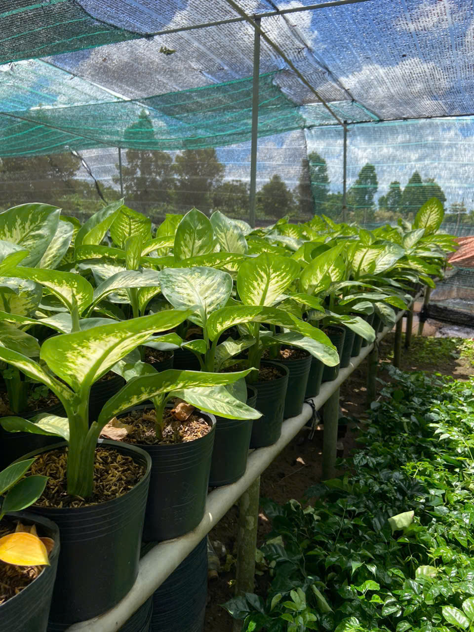 Cây Vạn Niên Thanh ảnh 8