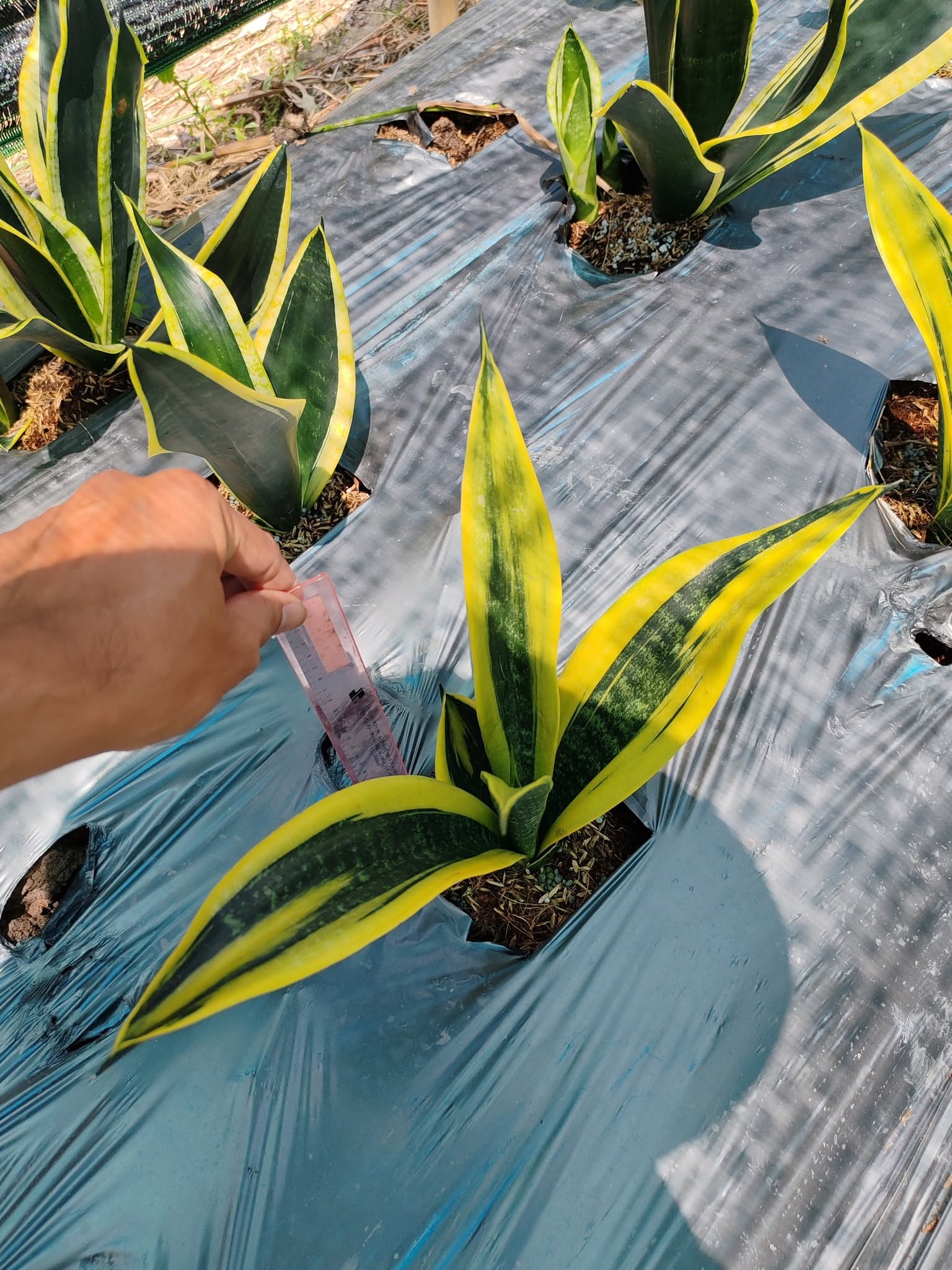 Cây Lưỡi Hổ Thái ảnh 3