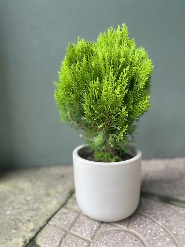 Cây Trắc Bách Diệp