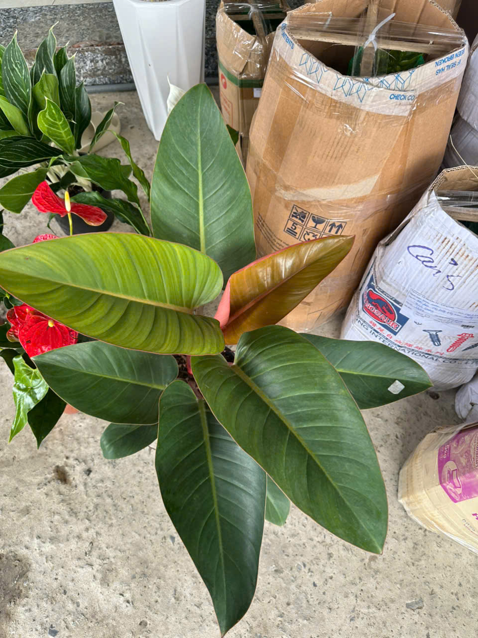 Cây Đế Vương Nâu ảnh 5