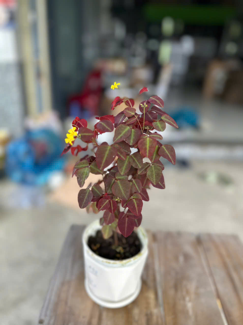 Cây Bướm Đêm Lá Đỏ (Oxalis) ảnh 4