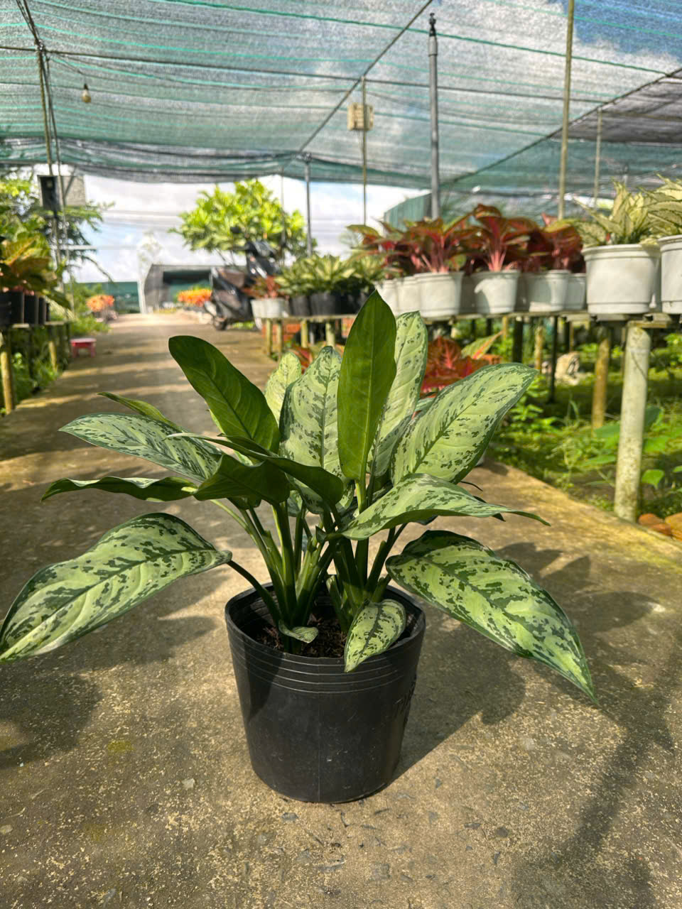 Cây Ngân Hậu ảnh 4