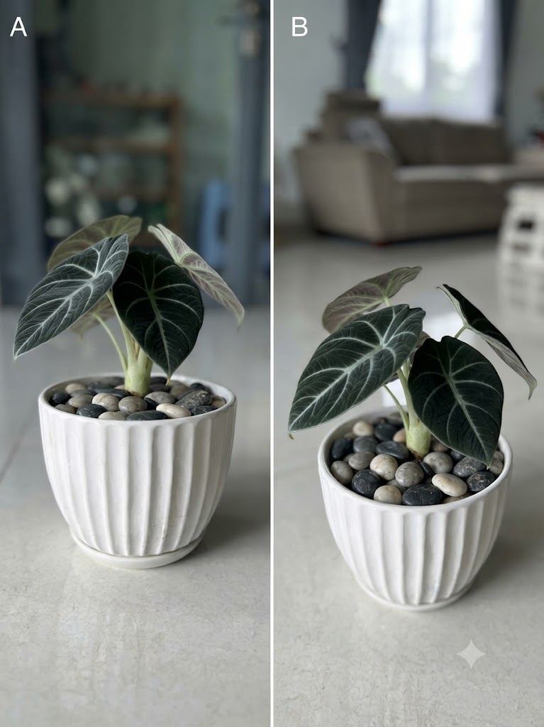 Cây Alocasia Black Velvet (Môn Nhung Đen)
