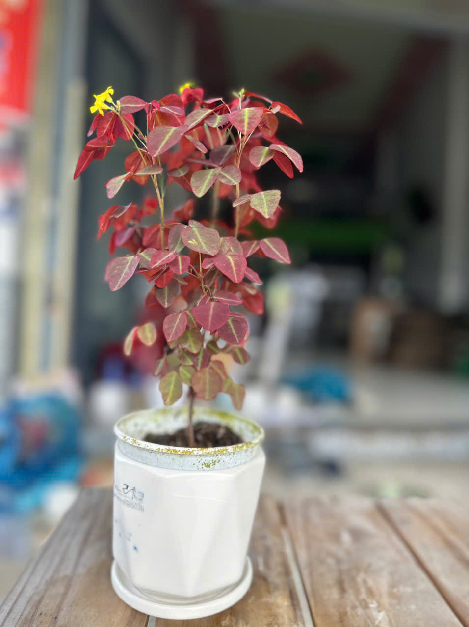 Cây Bướm Đêm Lá Đỏ (Oxalis) ảnh 5