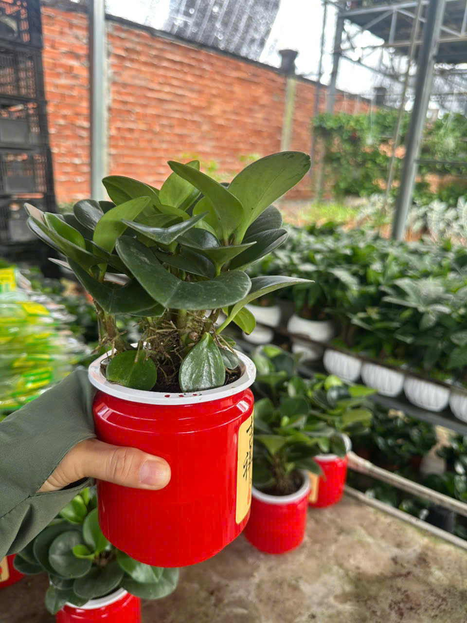 Cây Trường Sinh ảnh 3