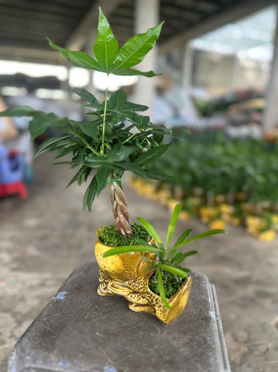 Cây Kim Ngân Bính ảnh 10
