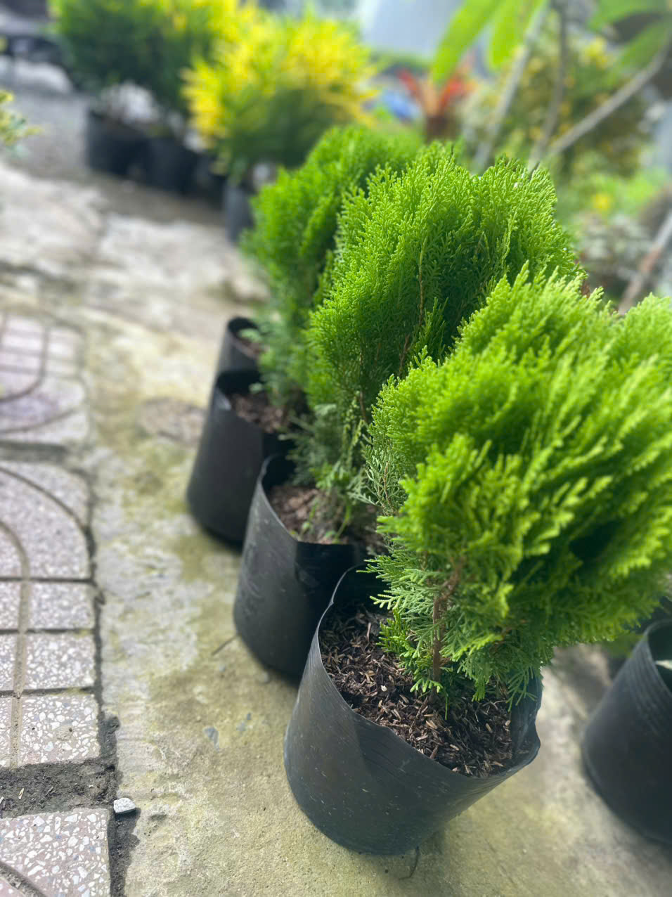 Cây Trắc Bách Diệp ảnh 6