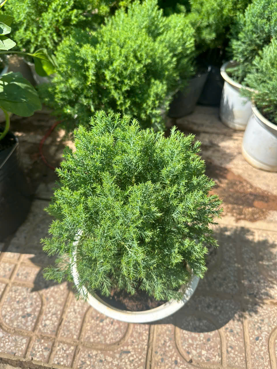 Cây Tùng Bồng Lai ảnh 5