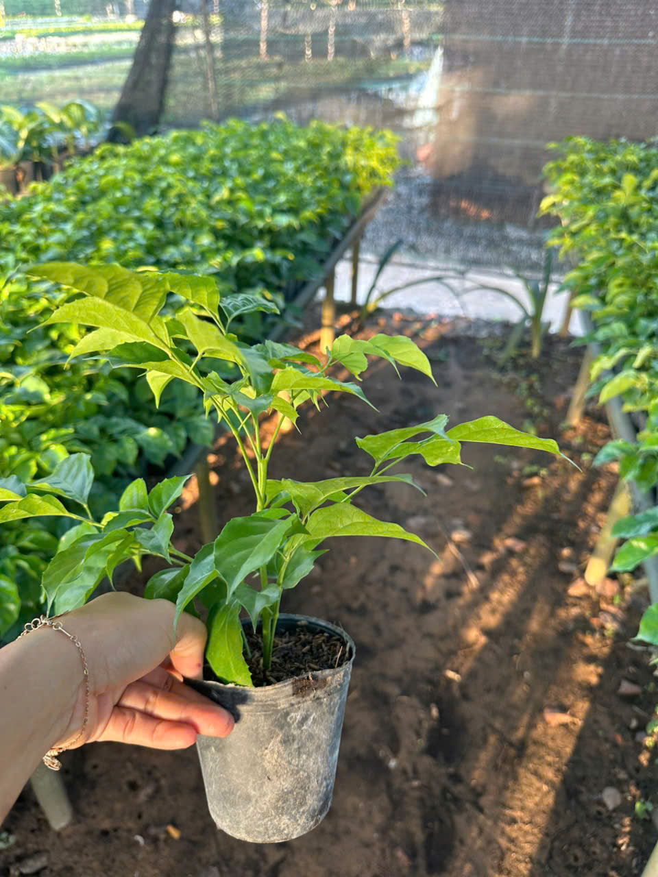 Cây Hạnh Phúc ảnh 7