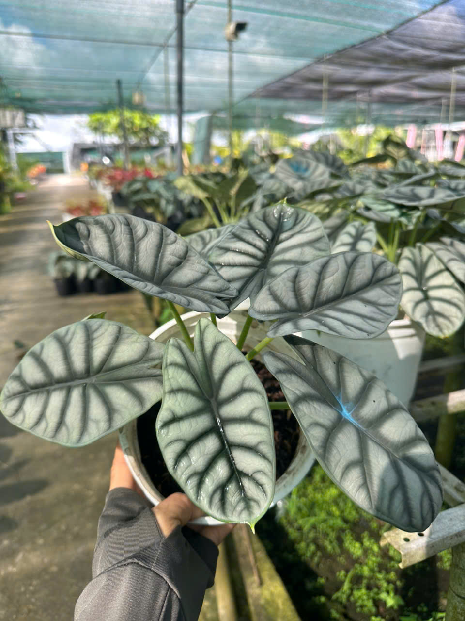 Cây Rồng Bạc ảnh 5