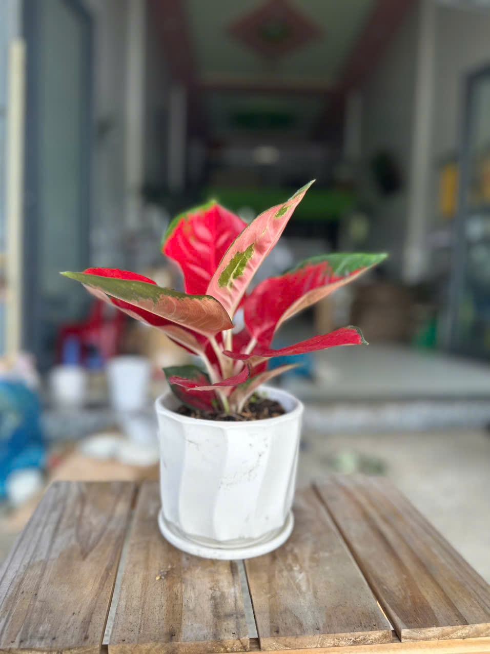 Cây Vạn Lộc Đỏ ảnh 3