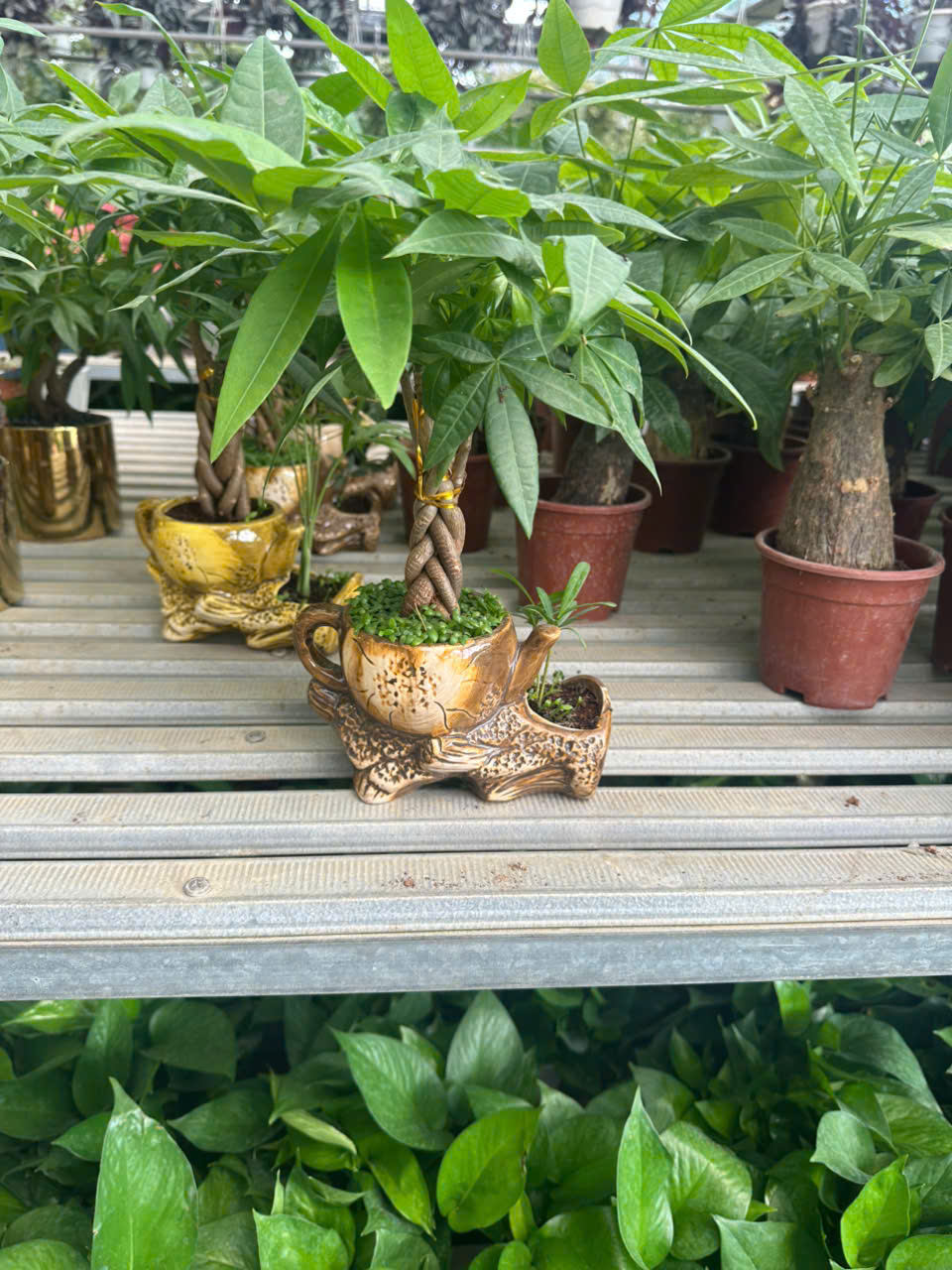 Cây Kim Ngân Bính ảnh 6