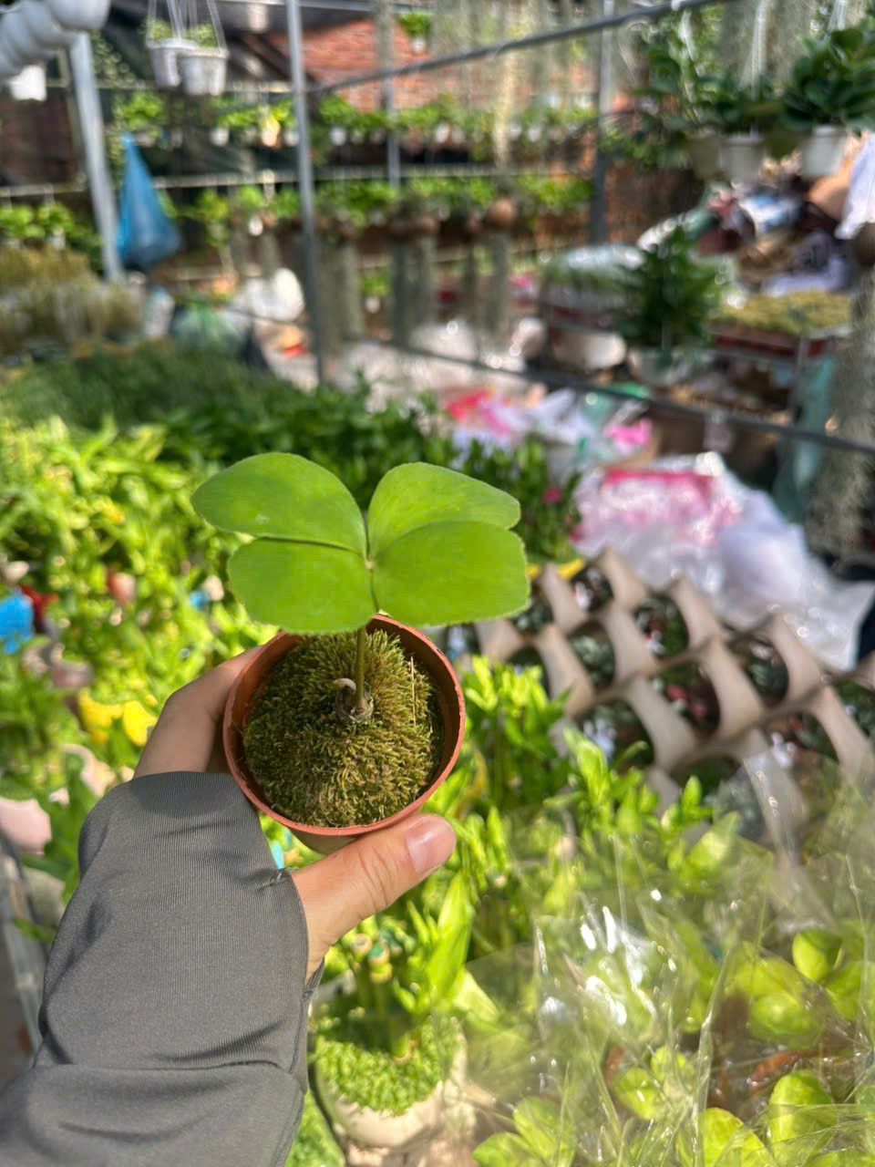 Cây Thiên Tuế Mexico ảnh 4