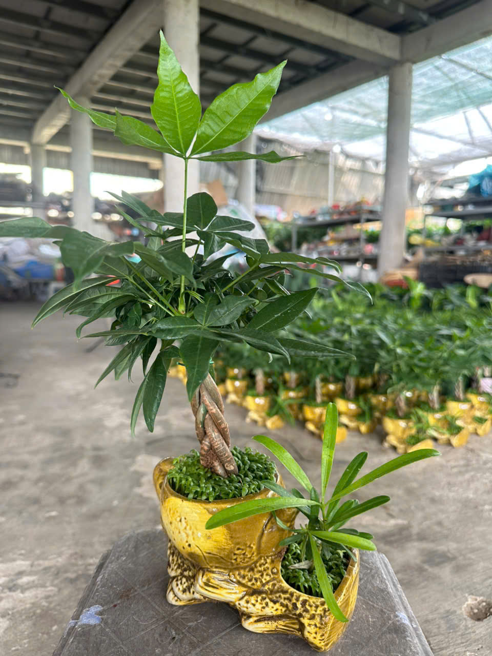Cây Kim Ngân Bính ảnh 11