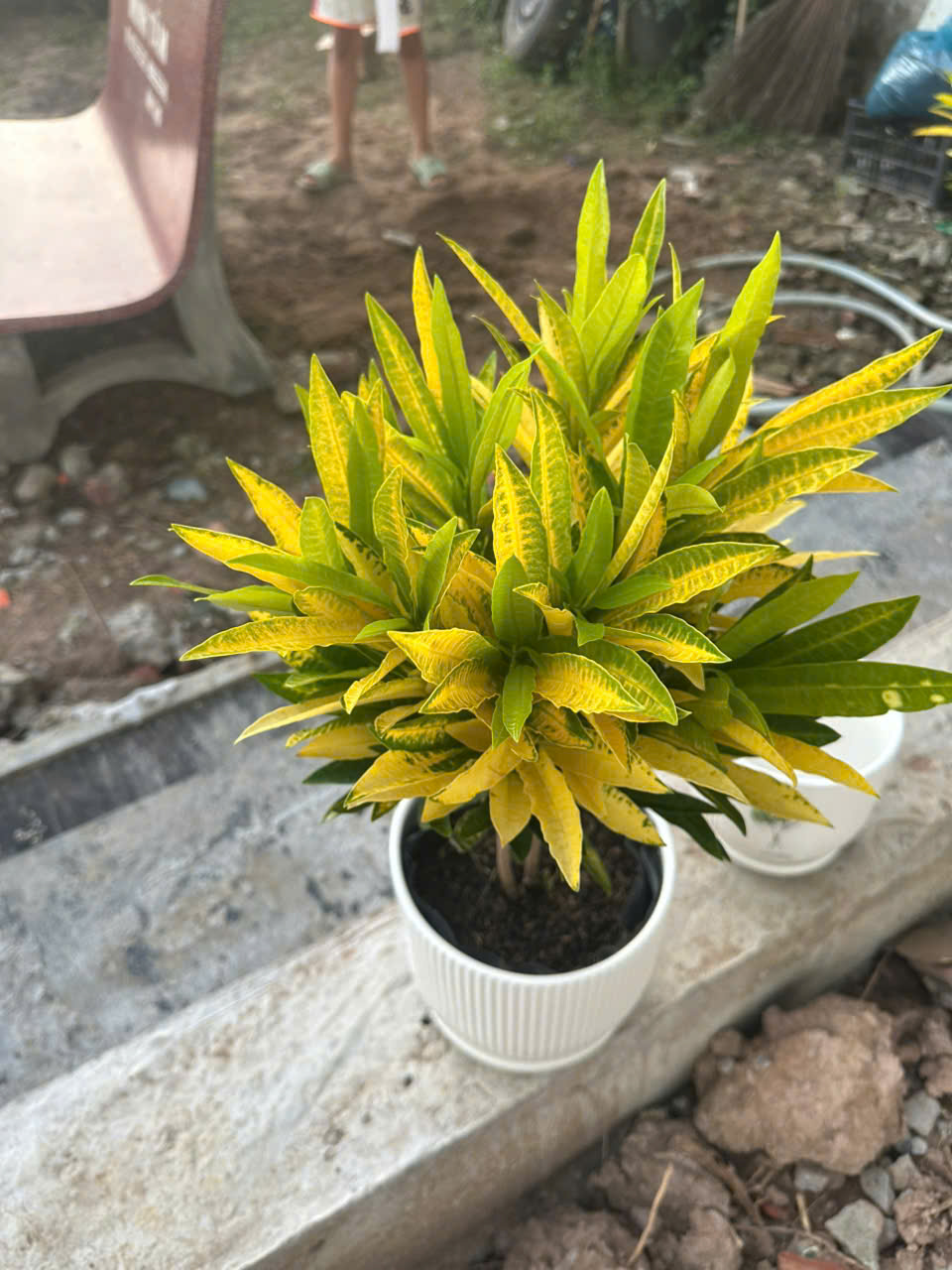 Cây Hoàng Kim ảnh 3