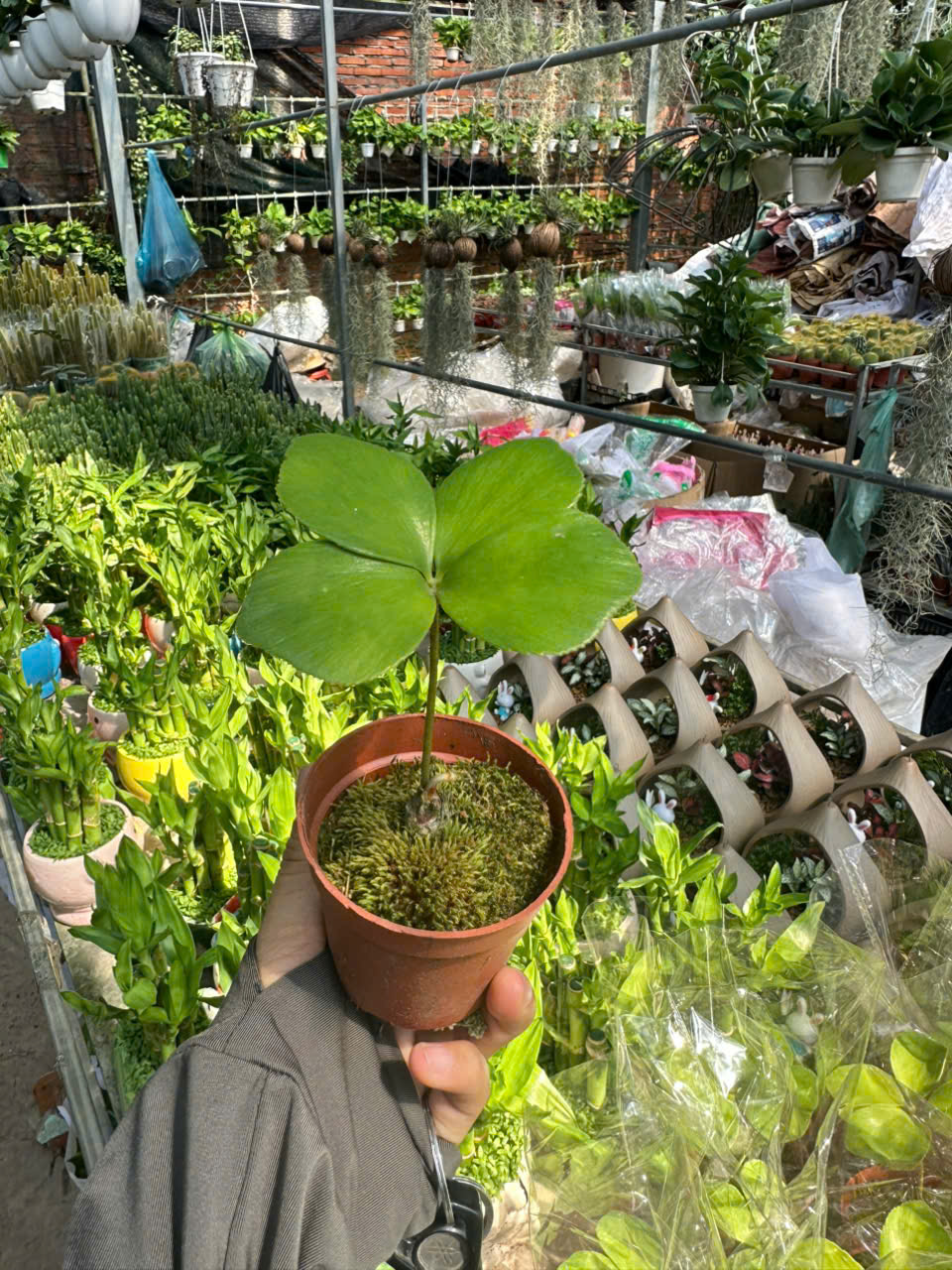 Cây Thiên Tuế Mexico ảnh 3
