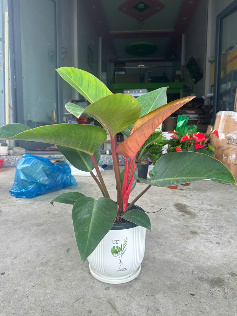 Cây Đế Vương Nâu ảnh 2