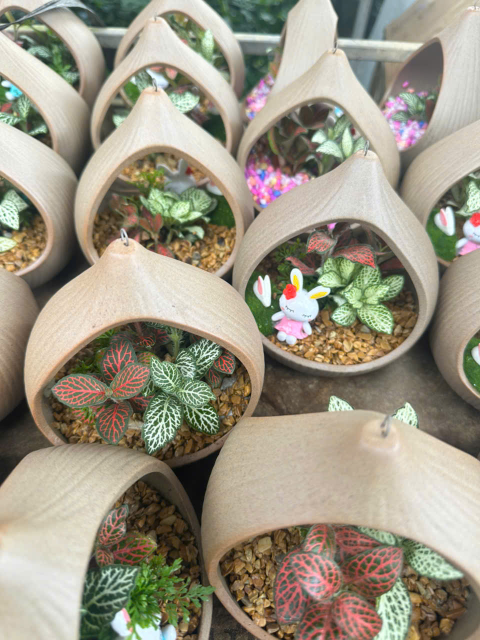 Cây Cẩm Nhung ảnh 2