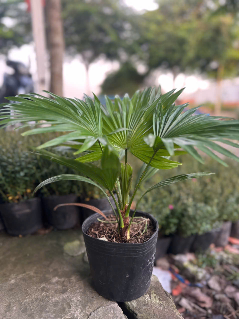 Cây Cọ Nhật ảnh 8
