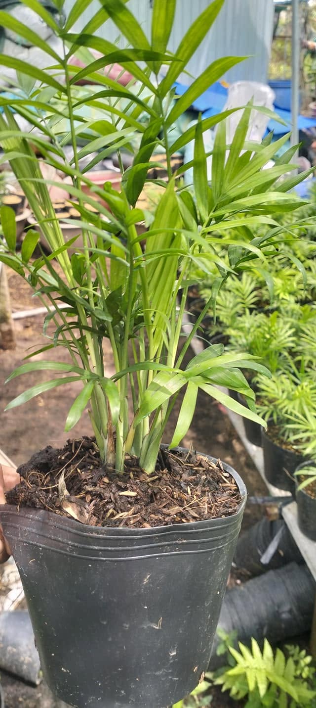 Cây Cau Tiểu Trâm ảnh 3