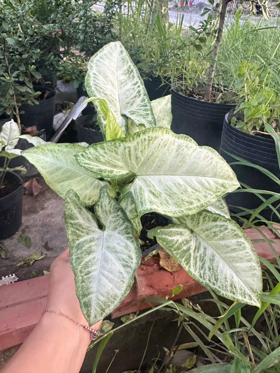 Trầu Bà Trắng ảnh 2