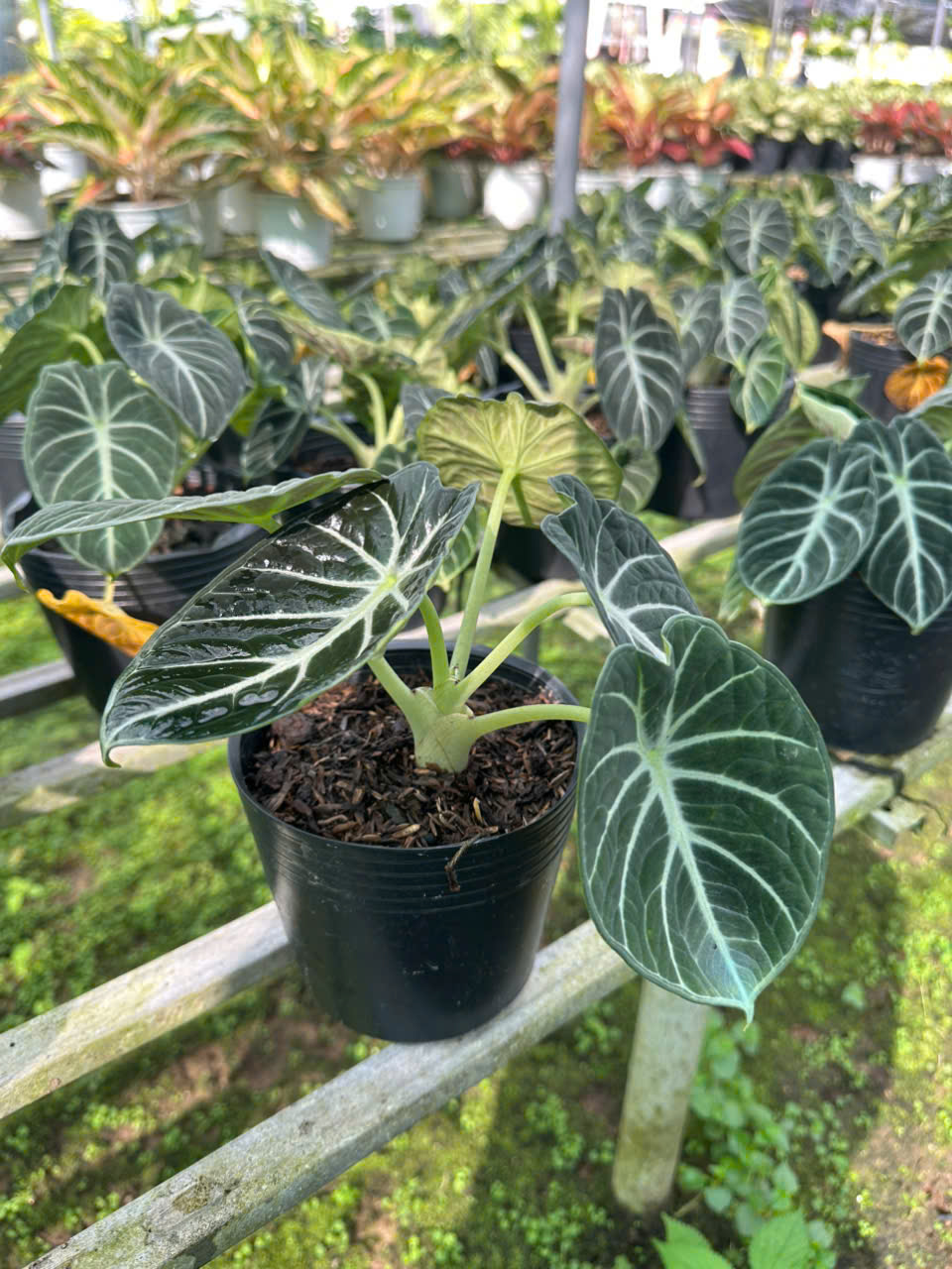 Cây Alocasia Black Velvet (Môn Nhung Đen) ảnh 4
