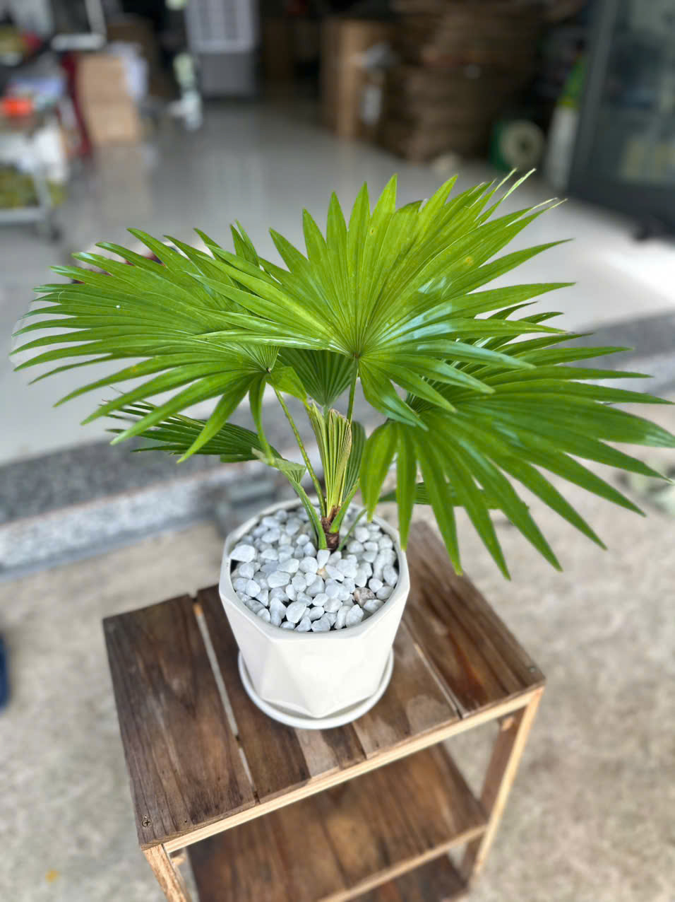 Cây Cọ Nhật