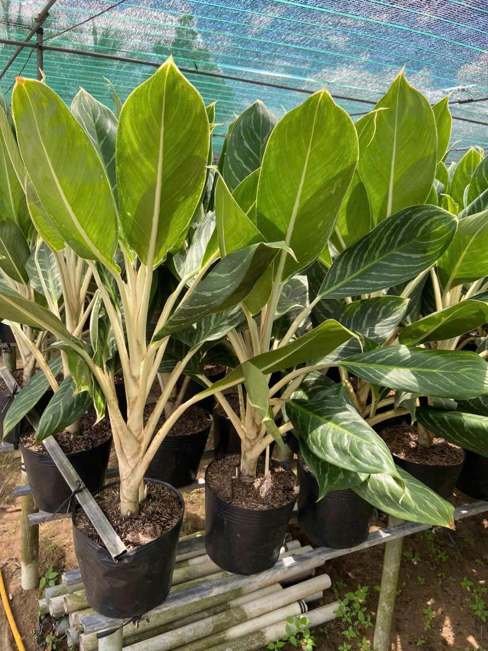 Cây Bạch Mã Hoàng Tử ảnh 3