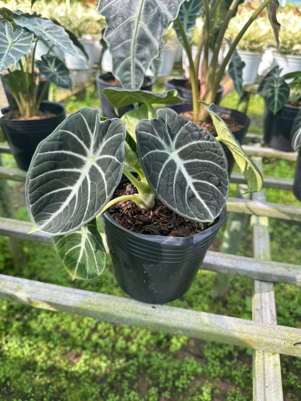 Cây Alocasia Black Velvet (Môn Nhung Đen) ảnh 3
