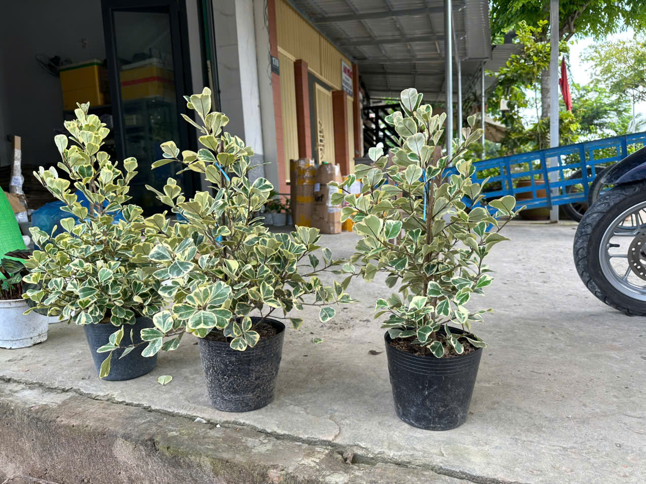 Cây Bàng Tam Phúc ảnh 4