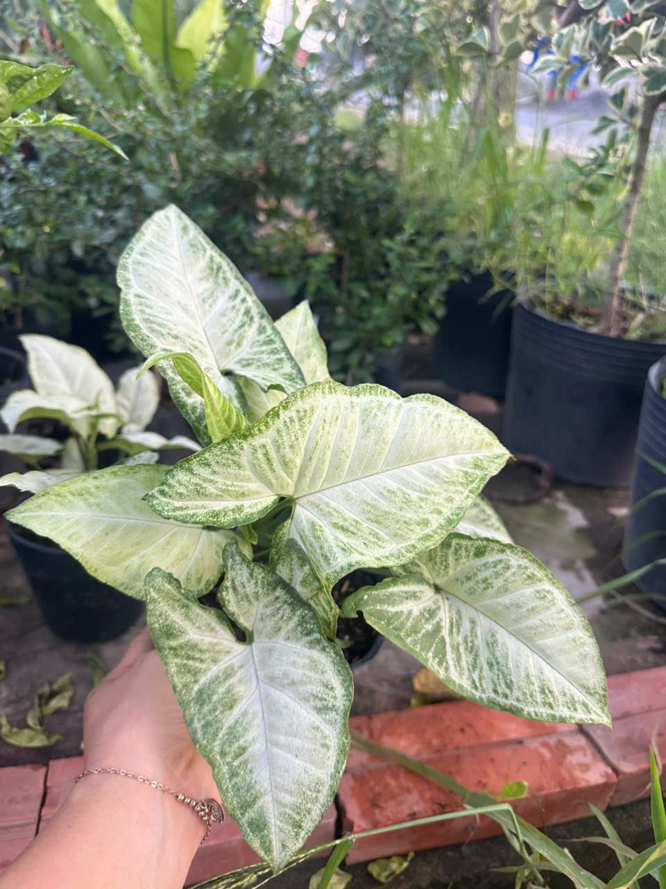 Trầu Bà Trắng ảnh 5