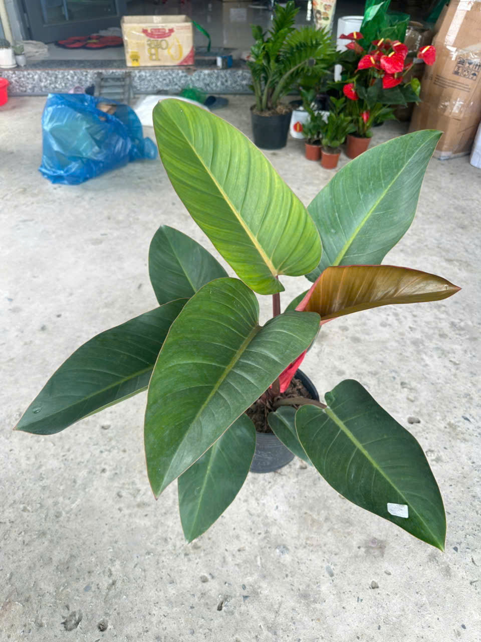 Cây Đế Vương Nâu ảnh 4