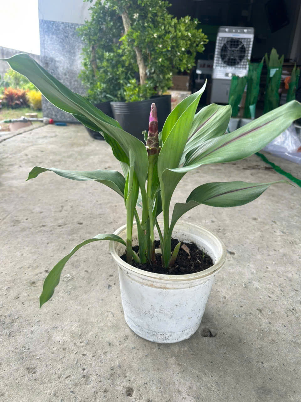 Cây Nghệ Sen ảnh 4