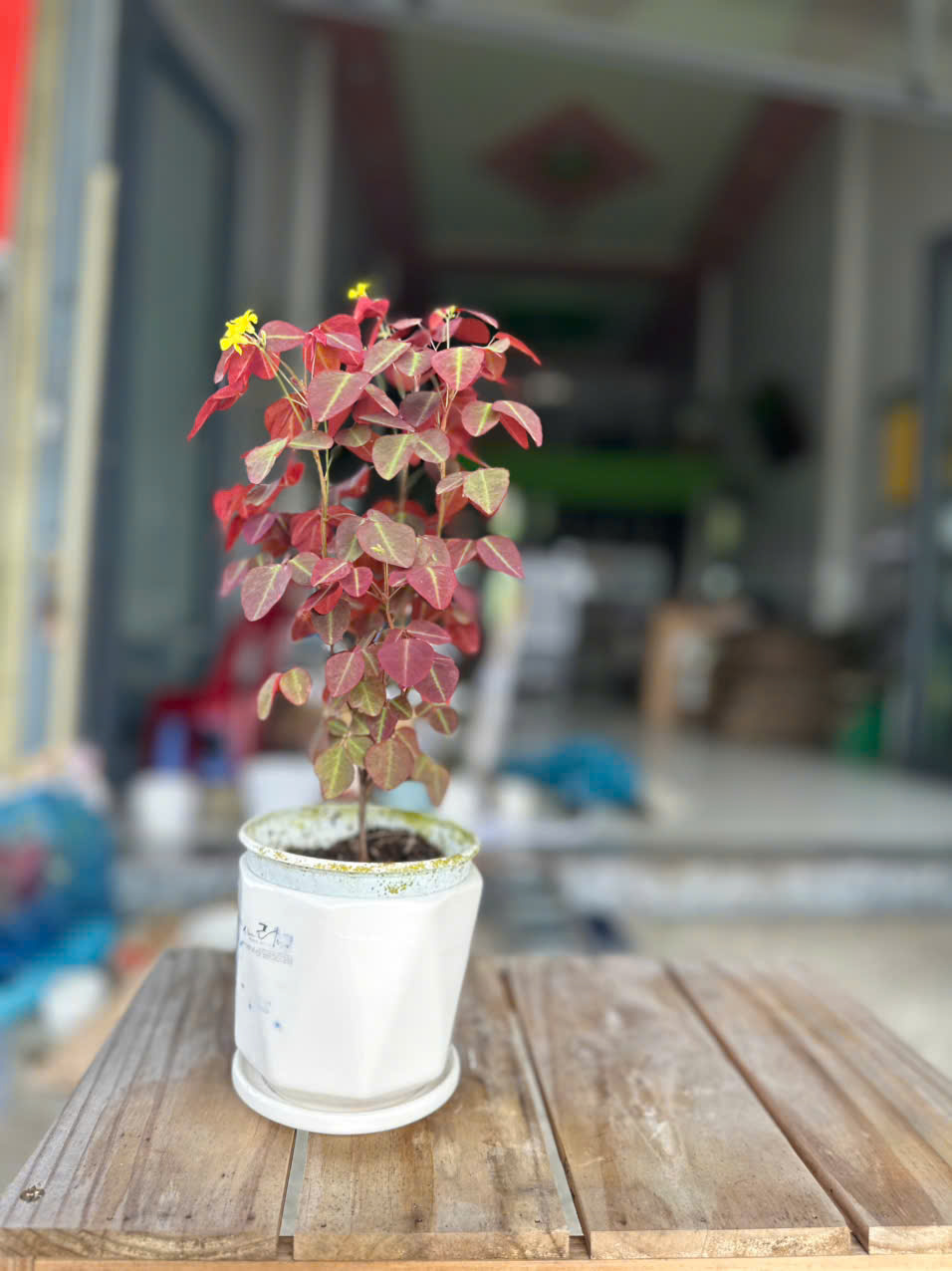 Cây Bướm Đêm Lá Đỏ (Oxalis) ảnh 6