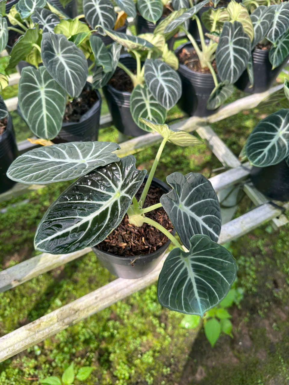 Cây Alocasia Black Velvet (Môn Nhung Đen) ảnh 5