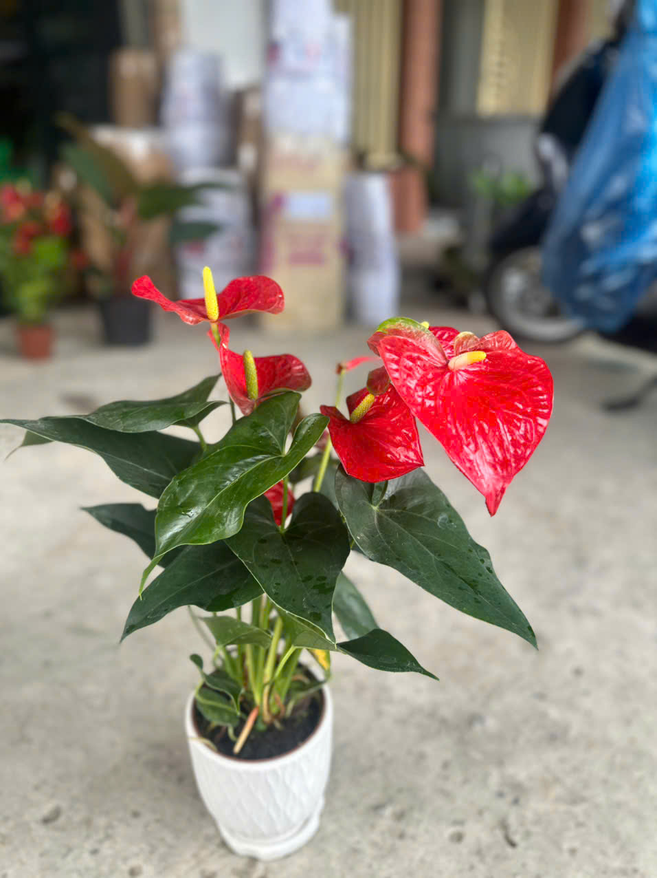 Cây Hồng Môn