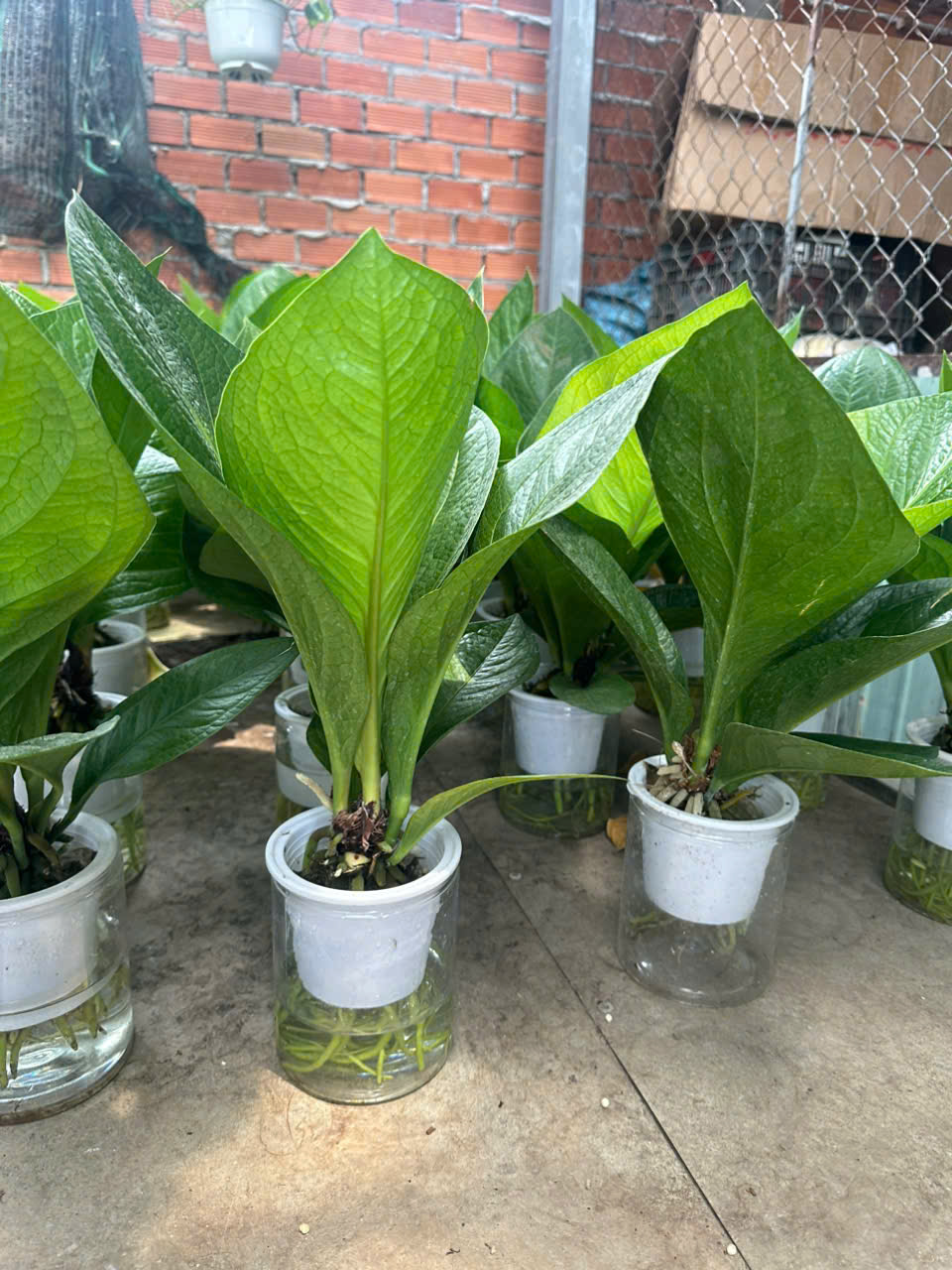 Cây Giáng Tiền – ANTHURIUM JENMANII ảnh 3