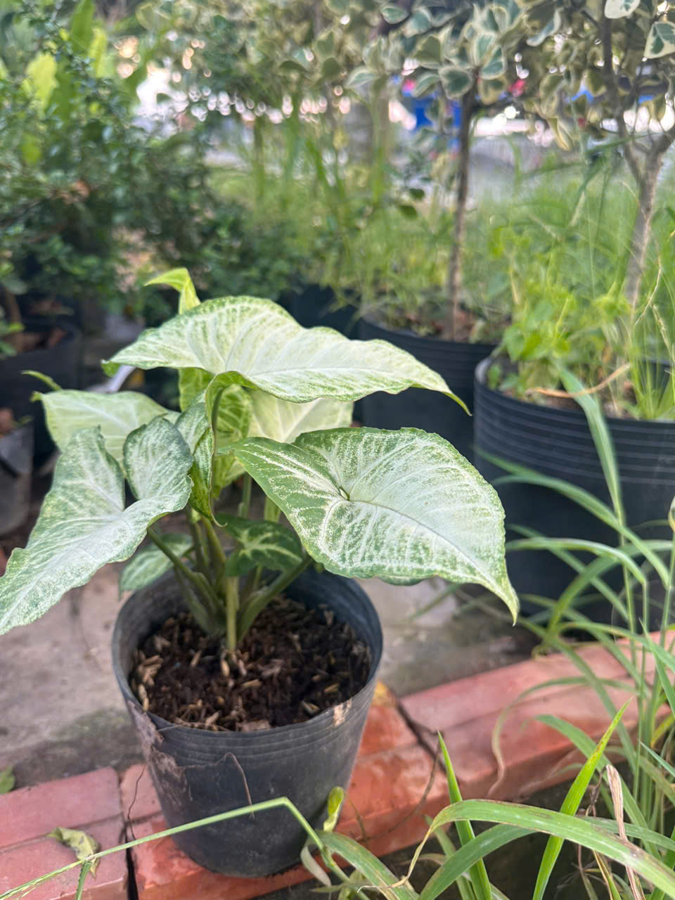 Trầu Bà Trắng ảnh 4
