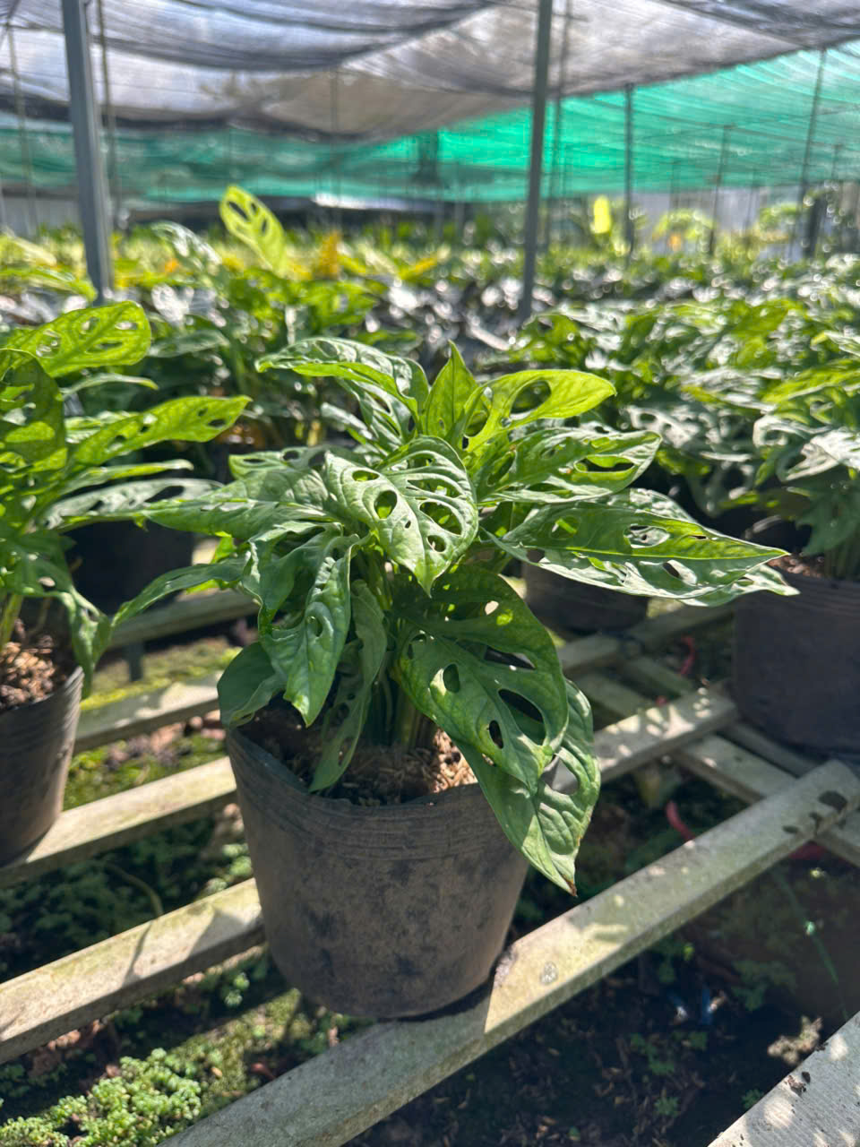 Cây Monstera Adansonii (Trầu Bà Lỗ) ảnh 2