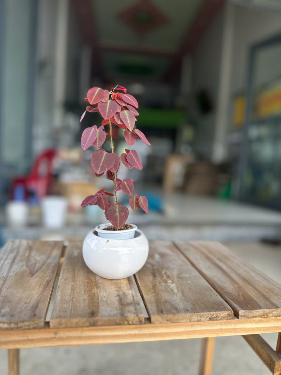 Cây Bướm Đêm Lá Đỏ (Oxalis) ảnh 8