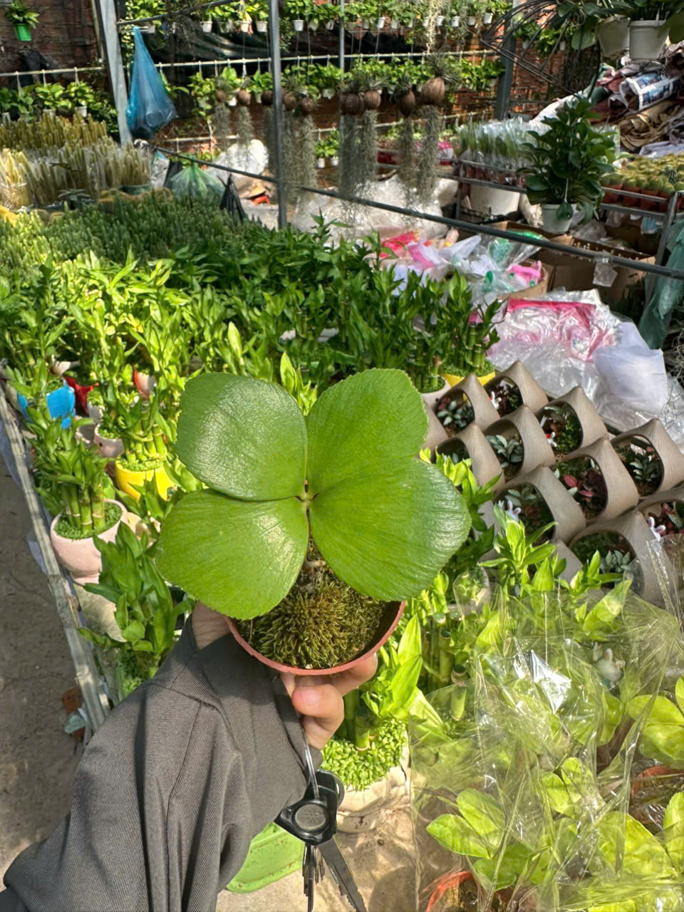 Cây Thiên Tuế Mexico ảnh 2